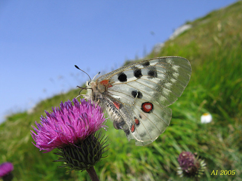 La Parnassius mnemosyne in Sicilia (Lep., Papilionidae)